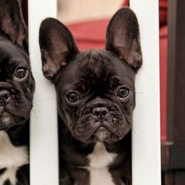 French Bulldogs from Vixbull French Bulldogs