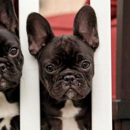 French Bulldogs from Vixbull French Bulldogs