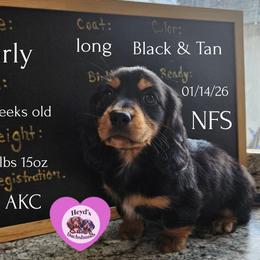 Carly - Black and tan female Dachshund puppy in Hoquiam, Washington from Heyd's Mini Dachshunds