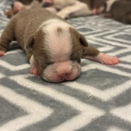Girl 1 - Lilac female Boston Terrier puppy in Red Rock, Arizona from Cortes Boston Terriers