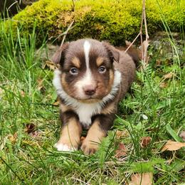 Louie - Red tri male Miniature Australian Shepherd puppy in Sandown, New Hampshire from Ashby Lou Aussies