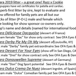 Poodle Puppies from Tiara Standard Poodles