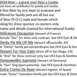 Poodle Puppies from Tiara Standard Poodles