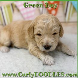 Boy 2 apricot Green Collar - Apricot male Goldendoodle puppy in Taneytown, Maryland from Curlydoodles