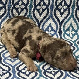 Fain - Brown male Poodle puppy in Chesapeake, Virginia from Doodle-Cove