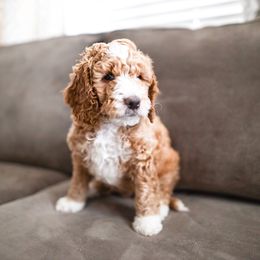 Bernedoodle and Goldendoodle Puppies from Happy Doodle