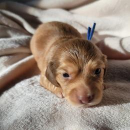 Boy 2 - Chocolate male Dachshund puppy in San Diego, California from Sweetheart Doxies LLC