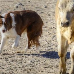 Australian Shepherds and Border Collies from Lisa Edwards's Australian Shepherds and Border Collies