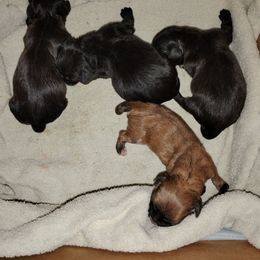 Boy 2 - Black male Havanese puppy in Kinston, North Carolina from Court Jester Havanese and Prissy Diva Russian Salon Dogs