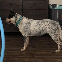 Bailey - Australian Cattle Dog