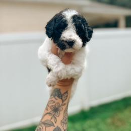 Goldendoodle Puppies from Glamorous Golden Doodles