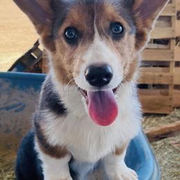 American Corgis and Pembroke Welsh Corgis from Running M Sunrise Ranch
