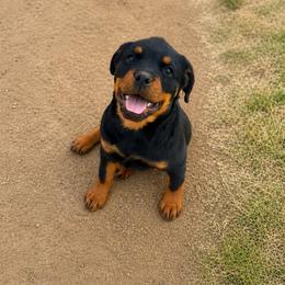 Lilac - Black and mahogany female Rottweiler puppy in Parker, Colorado from Denver Rotties