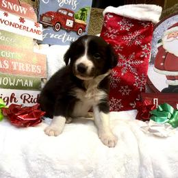 Border Collie and Jack Russell Terrier Puppies from CP FARMS BORDER COLLIES N JACKS CORP