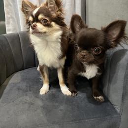 Chihuahua All Grown Up from Amy Le