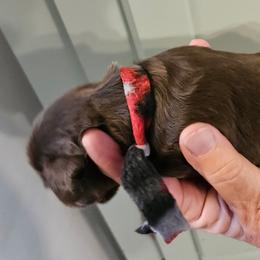 Dachshund Puppies from Sherri LucianoSanders
