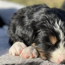 Boy 5 - Bernedoodle puppy in Murray, Utah from Bernepups