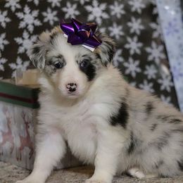 Zulu - Blue merle female Border Collie puppy in Richmond, Maine from Lil Maine Border Collies