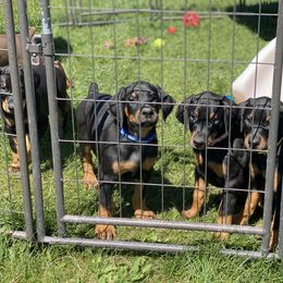 Doberman Pinscher Puppies from Jensen Dobermans