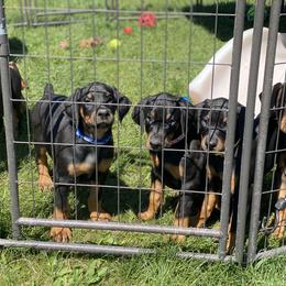 Doberman Pinscher Puppies from Jensen Dobermans