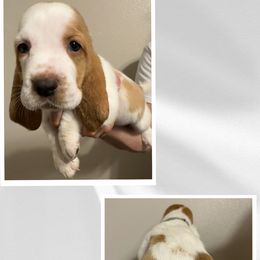 Aqua - Lemon and white Basset Hound puppy in Baytown, Texas from Mariah's Basset Hounds