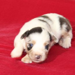 Rembrandt - Blue merle male Miniature Australian Shepherd puppy in Lufkin, Texas from Texas Lil Cowdogs