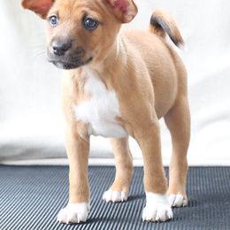 Basenji Puppies from Dibu Basenjis