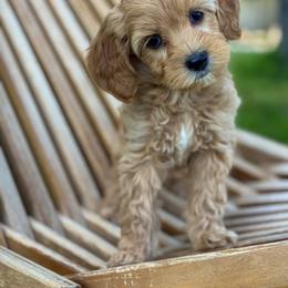 Virginia1 - female Golden Mountain Doodle puppy in Twin Falls, Idaho from Magic Valley Family Doodles