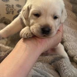 Girl 4 - Yellow female Labrador Retriever puppy in Isanti, Minnesota from Four Corners Family Labs