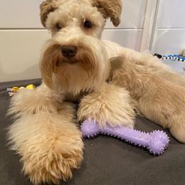Sienna - Miniature Schnauzer