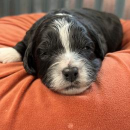 Drift - Black and white male Bernedoodle puppy in Russellville, Arkansas from Crossgate Doodles