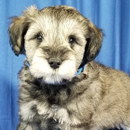 Boy 2 - Miniature Schnauzer puppy from Great Basin Miniature Schnauzers