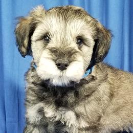 Boy 2 - Miniature Schnauzer puppy from Great Basin Miniature Schnauzers