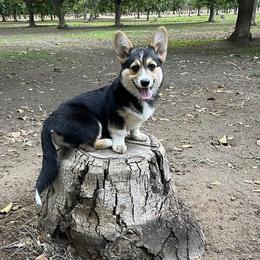 "Daffodil (Litter 3/Honeydew)" Pembroke Welsh Corgi All Grown Up from H Patisserie Corgis