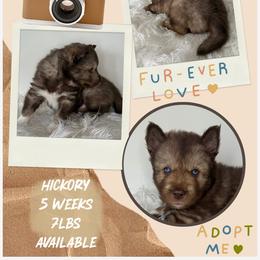 Hickory - Red and white male Siberian Husky puppy in Florence, Kentucky from Moonlight Howl Huskies
