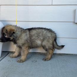 Sneezy (Yellow) - Fawn sable male Shiloh Shepherd puppy in Vancouver, Washington from North By Northwest Shilohs “NBNW”