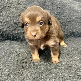 Paprika - Red tri female Miniature Australian Shepherd puppy in Medical Lake, Washington from MAS Gone Rogue