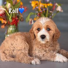 Roll - Apricot male Goldendoodle puppy in Lancaster, Minnesota from North Star Dog Training
