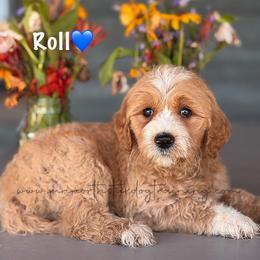 Roll - Apricot male Goldendoodle puppy in Lancaster, Minnesota from North Star Dog Training