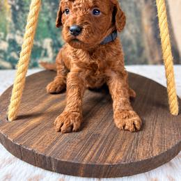 Benny - Red  male Goldendoodle puppy in Cleveland, Georgia from The O.G. Doodles