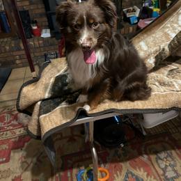 Trevor - Red tri male Miniature Australian Shepherd puppy in Grady, Arkansas from KAREN K MCPHERSON