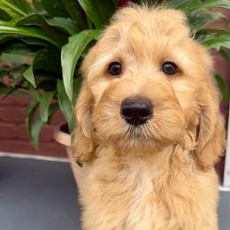 Breeze - Apricot male Goldendoodle puppy in Pensacola, Florida from Goldendoodles Love You in Pensacola Friend Edition