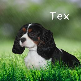 Tex - Cavalier King Charles Spaniel