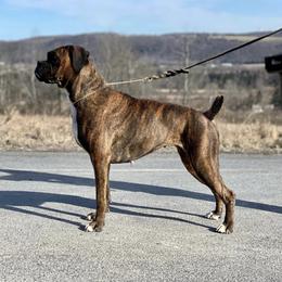 Harper - Boxer