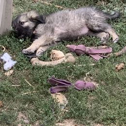 Sarplaninac Puppies from Sarplaninac in the USA