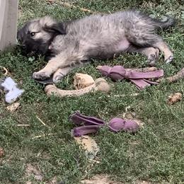 Sarplaninac Puppies from Sarplaninac in the USA