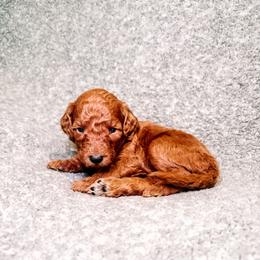 F1B Goldendoodle Summer - Red  female Goldendoodle puppy in Redding, California from Casa Delarosa Collective Poodles & Doodles