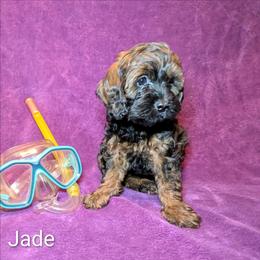 Jade - Brown and tan female Cockapoo puppy in Sunset, Louisiana from Cano Cockapoos