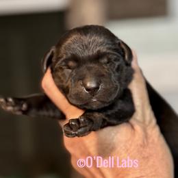 Glinda - Black female Labrador Retriever puppy in Sullivan, Missouri from O’Dell Labs