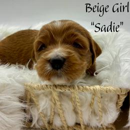 Sadie - Red  female Goldendoodle puppy in Travelers Rest, South Carolina from Bailey Mountain Doodles